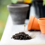 Giardinaggio in casa: ecco come creare un'oasi verde nel tuo appartamento